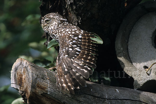 Steinkauz (Athene noctua)