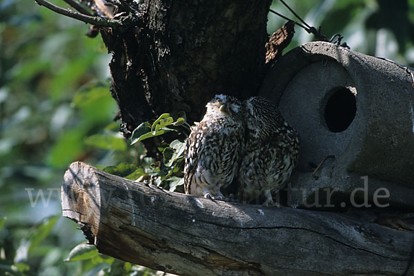 Steinkauz (Athene noctua)