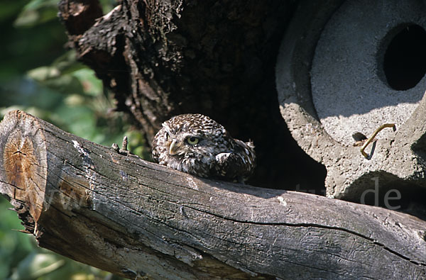 Steinkauz (Athene noctua)