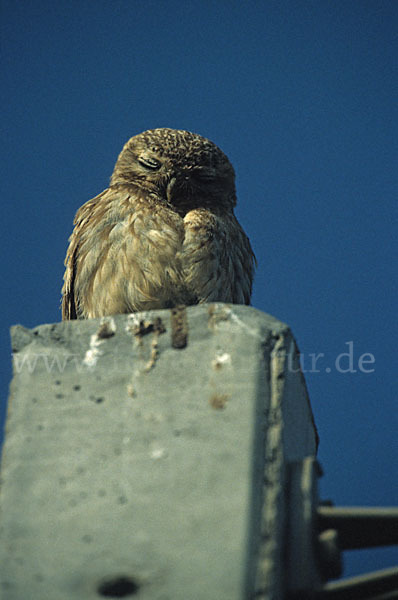 Steinkauz (Athene noctua)