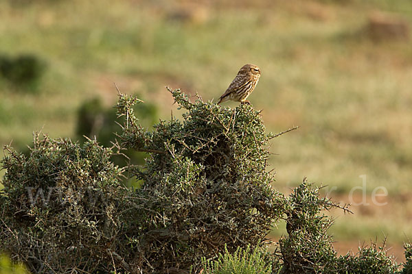 Steinkauz (Athene noctua)