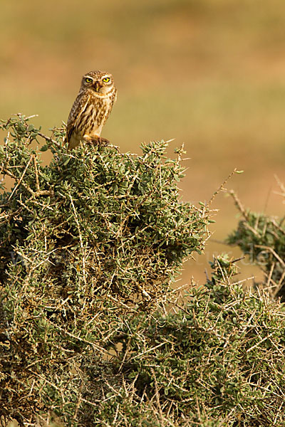 Steinkauz (Athene noctua)