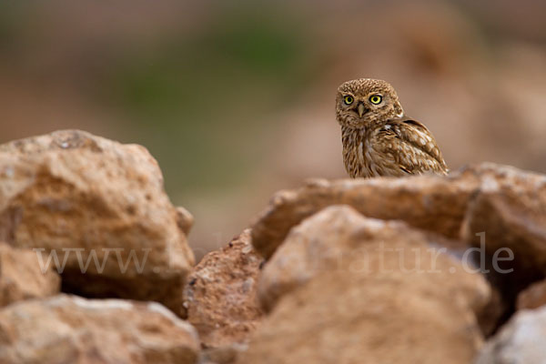 Steinkauz (Athene noctua)