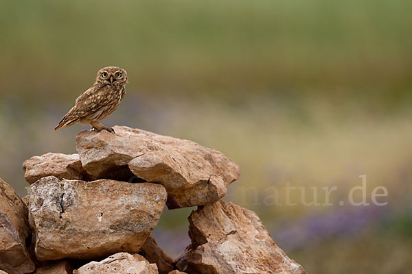 Steinkauz (Athene noctua)