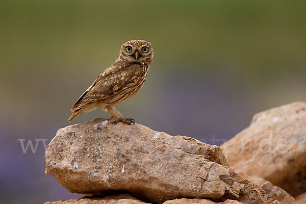 Steinkauz (Athene noctua)