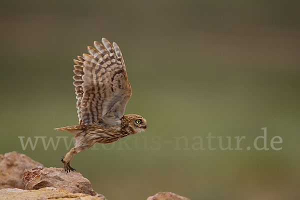 Steinkauz (Athene noctua)