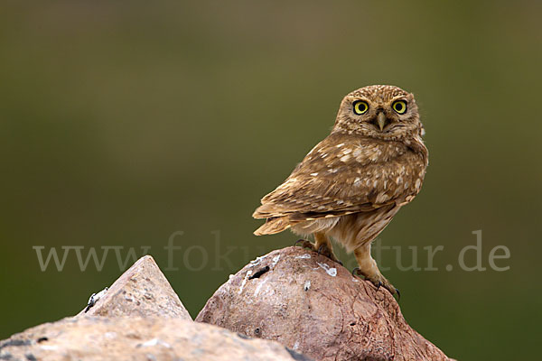 Steinkauz (Athene noctua)