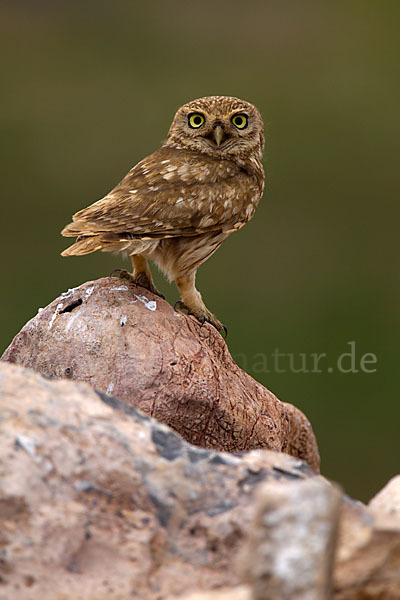 Steinkauz (Athene noctua)