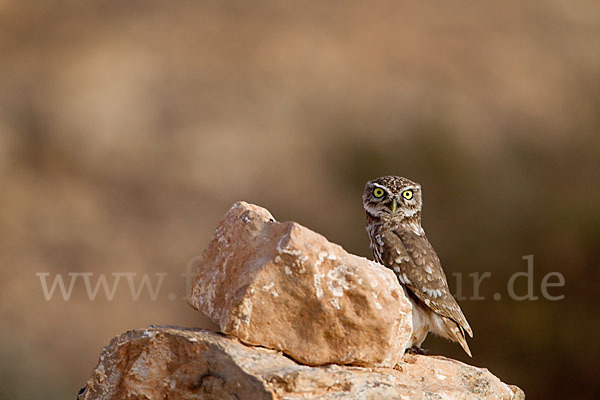 Steinkauz (Athene noctua)