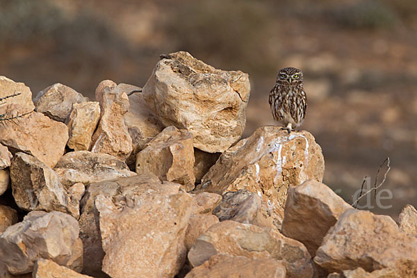 Steinkauz (Athene noctua)