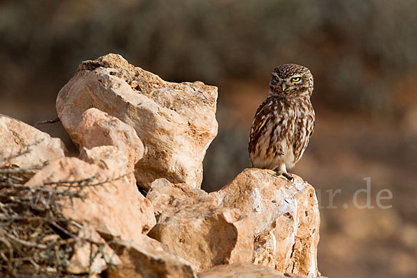 Steinkauz (Athene noctua)