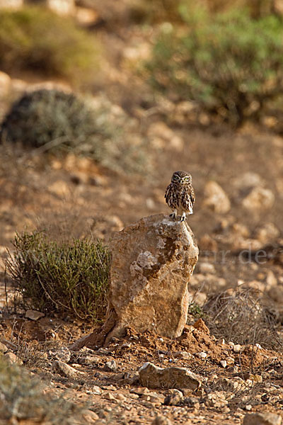 Steinkauz (Athene noctua)