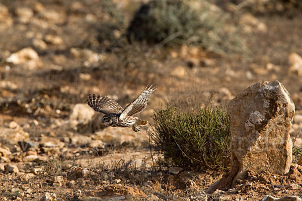 Steinkauz (Athene noctua)