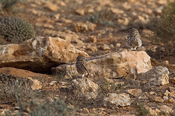 Steinkauz (Athene noctua)