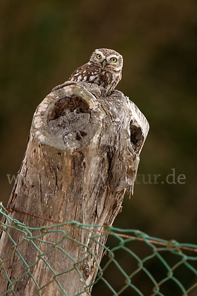 Steinkauz (Athene noctua)