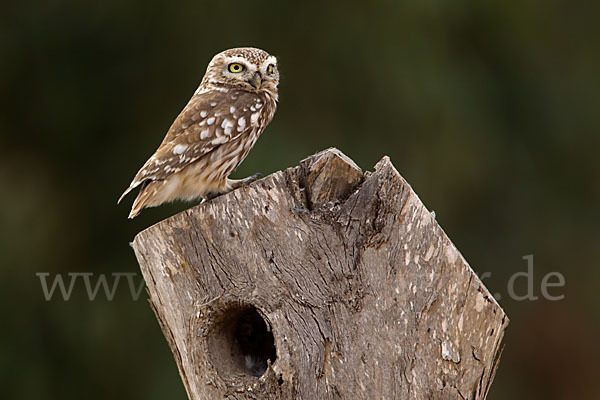 Steinkauz (Athene noctua)