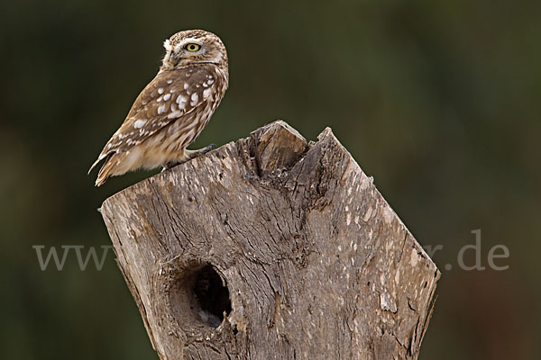 Steinkauz (Athene noctua)