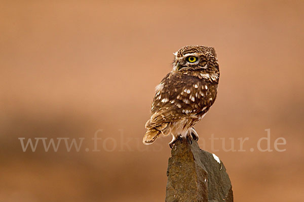 Steinkauz (Athene noctua)