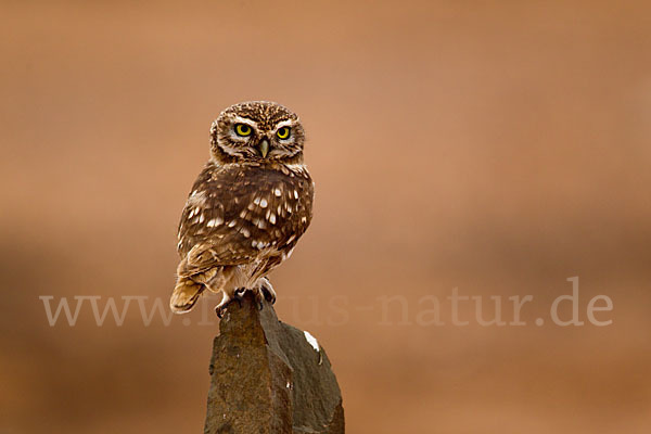 Steinkauz (Athene noctua)