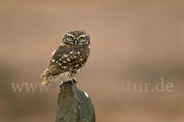 Steinkauz (Athene noctua)