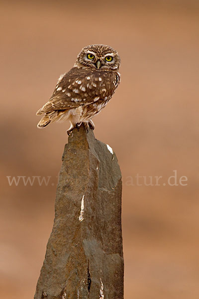 Steinkauz (Athene noctua)