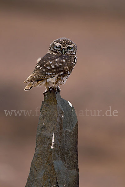 Steinkauz (Athene noctua)