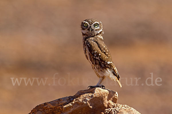 Steinkauz (Athene noctua)