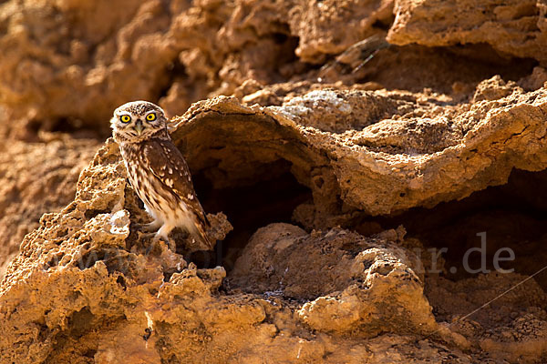 Steinkauz (Athene noctua)