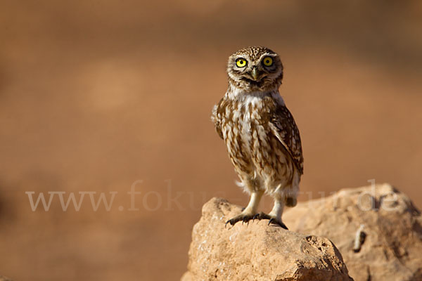 Steinkauz (Athene noctua)