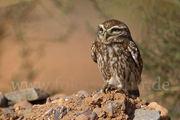 Steinkauz (Athene noctua)