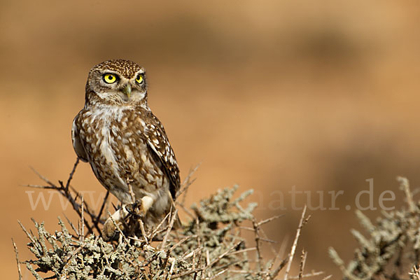 Steinkauz (Athene noctua)