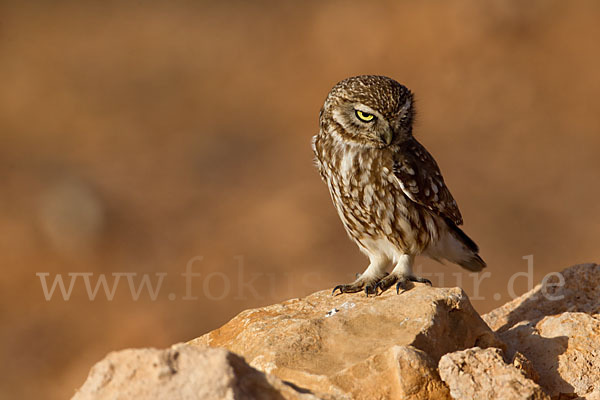 Steinkauz (Athene noctua)