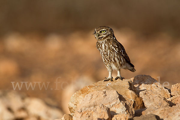 Steinkauz (Athene noctua)