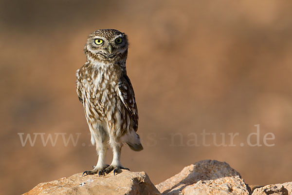 Steinkauz (Athene noctua)