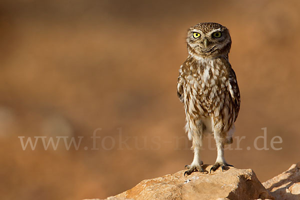 Steinkauz (Athene noctua)