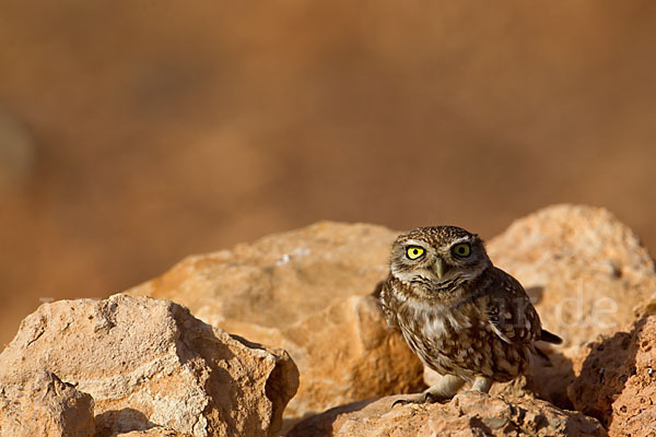 Steinkauz (Athene noctua)