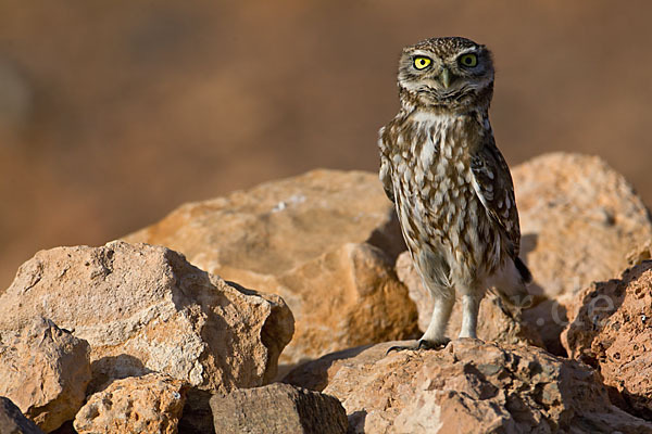 Steinkauz (Athene noctua)