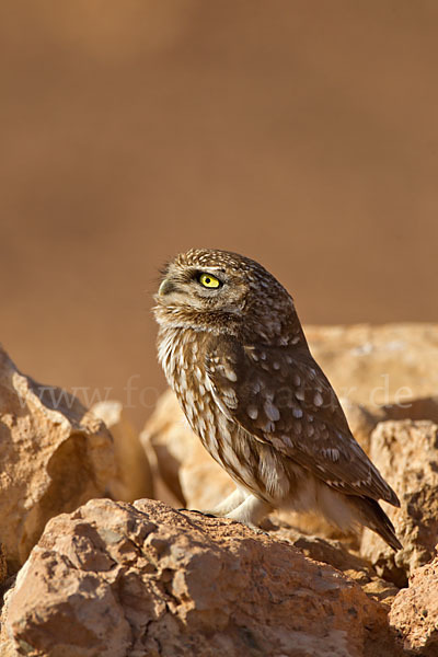 Steinkauz (Athene noctua)