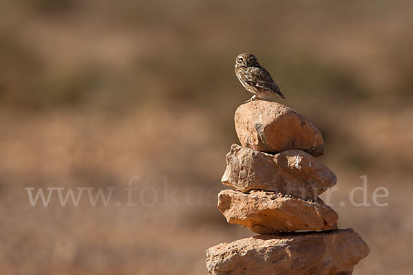 Steinkauz (Athene noctua)