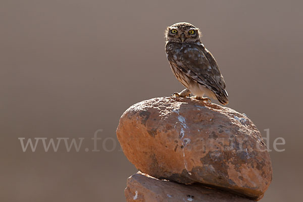 Steinkauz (Athene noctua)