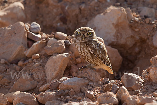 Steinkauz (Athene noctua)