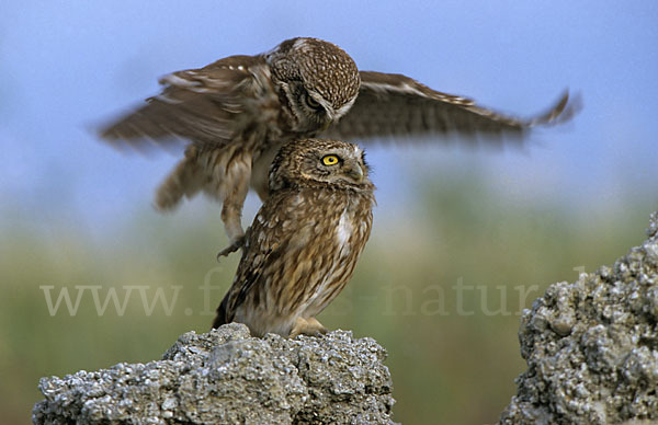 Steinkauz (Athene noctua)