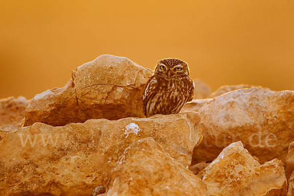 Steinkauz (Athene noctua)