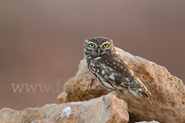 Steinkauz (Athene noctua)