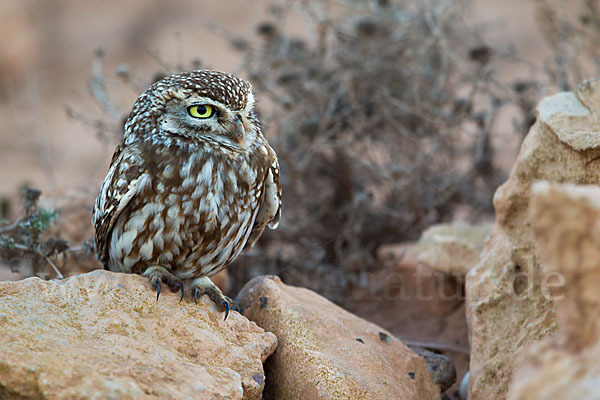 Steinkauz (Athene noctua)