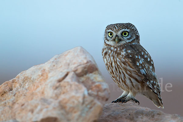 Steinkauz (Athene noctua)