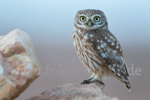 Steinkauz (Athene noctua)