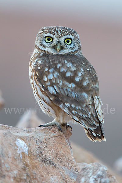 Steinkauz (Athene noctua)