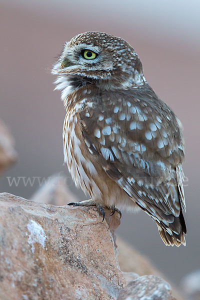 Steinkauz (Athene noctua)