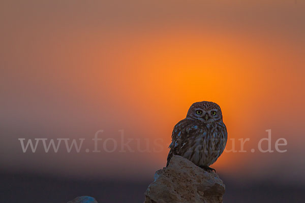 Steinkauz (Athene noctua)